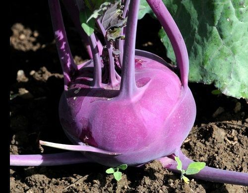 150+ Fresh Seeds Early Purple Vienna Kohlrabi Creamy Tender & Mild Heirloom