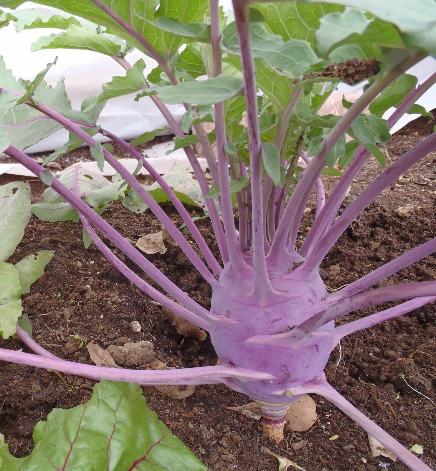 150+ Seeds EACH: Early WHITE & PURPLE Vienna Kohlrabi Creamy Heirloom Fresh
