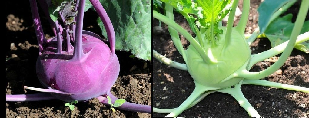 150+ Seeds EACH: Early WHITE & PURPLE Vienna Kohlrabi Creamy Heirloom Fresh