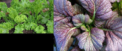 150+ seeds Each: Southern Giant Curled & Red Giant Mustard Heirloom Delicious