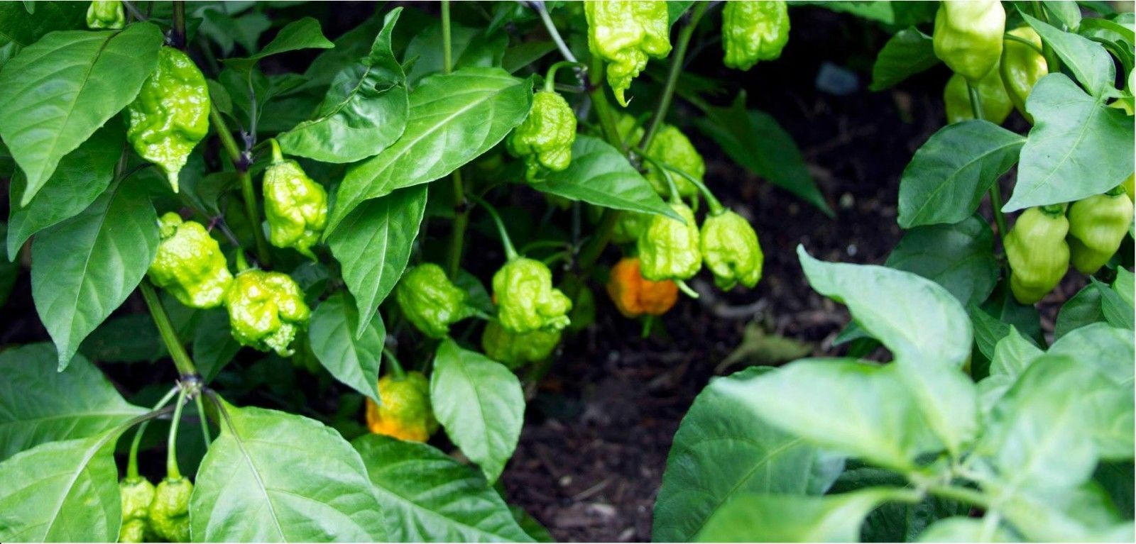 20 Carolina Reaper Seeds HP22B Hottest Pepper On Earth! World Record E ...