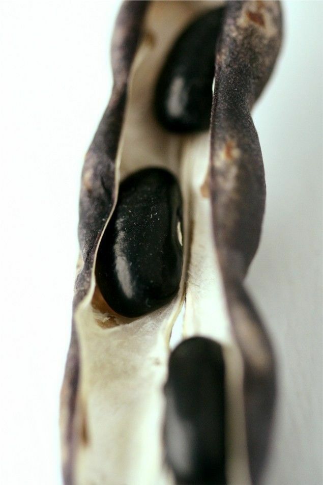 20 Cherokee Trail of Tears Black Beans Seeds ~ taste of history ~OP Heirloom Seed