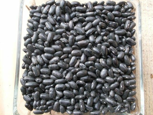20 Cherokee Trail of Tears Black Beans Seeds ~ taste of history ~OP Heirloom Seed