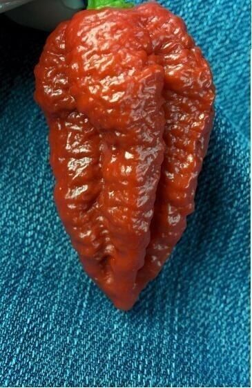 20 Chocolate Brown Bhutlah Seeds Fresh World Record Bhut Jolokia x Douglah !HOT!