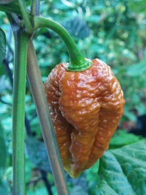 20 Chocolate Brown Bhutlah Seeds Fresh World Record Bhut Jolokia x Douglah !HOT!