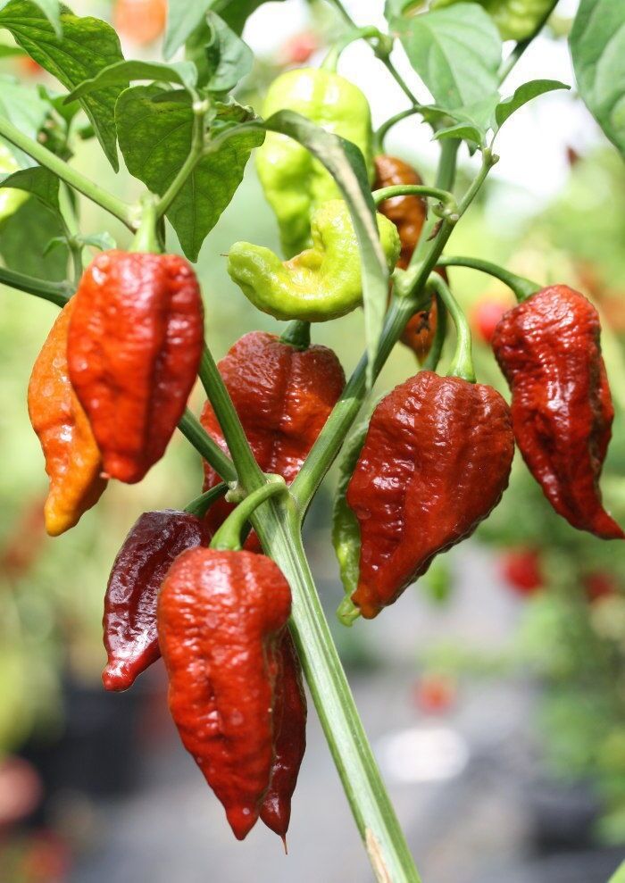 20 Chocolate Brown Bhutlah Seeds Fresh World Record Bhut Jolokia x Douglah !HOT!