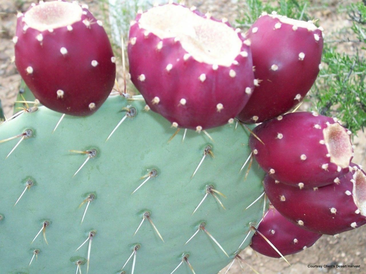 10 RED Cactus Prickly Pear Seeds Opuntia ficus indica Indian Fig Sabras Fruit
