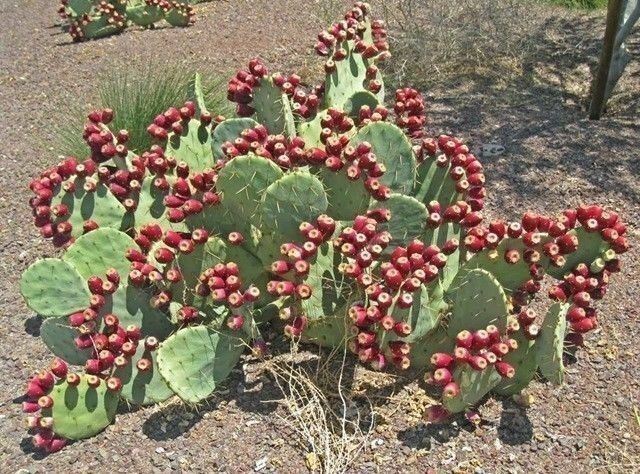 10 RED Cactus Prickly Pear Seeds Opuntia ficus indica Indian Fig Sabras Fruit