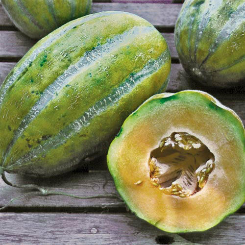 Bidwell Casaba 20 - 100 Seeds Melon Cantaloupe Large HUGE Heirloom Massive 16 lbs!