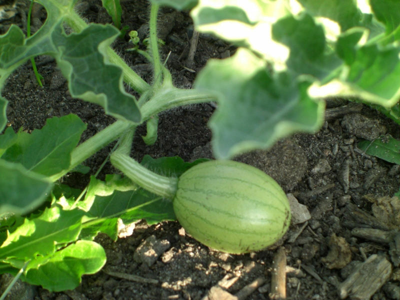 20 Seeds Charleston Grey red Watermelon Heirloom beautiful pale green skin melon