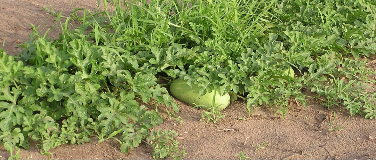 20 Seeds Charleston Grey red Watermelon Heirloom beautiful pale green skin melon
