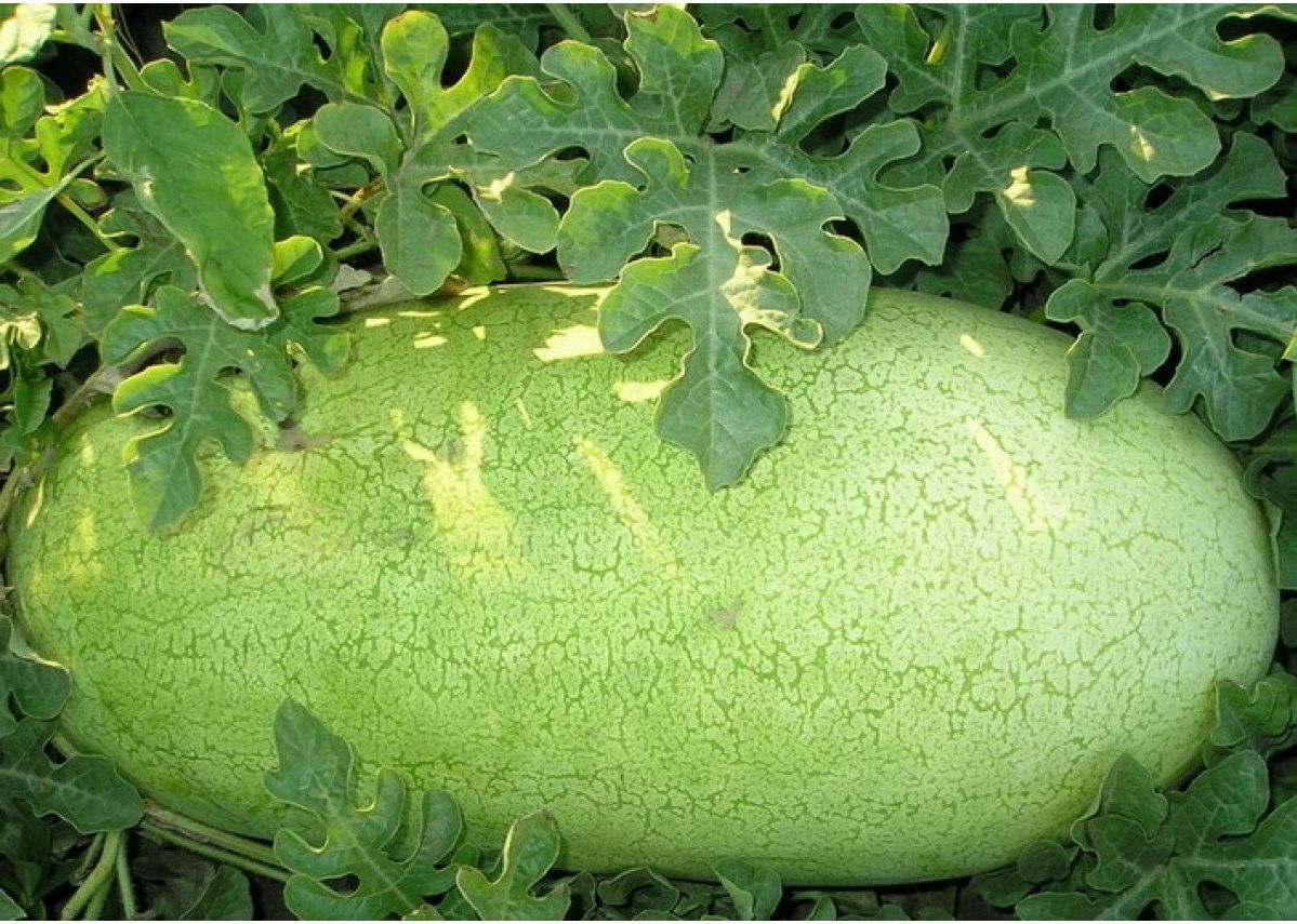 20 Seeds Charleston Grey red Watermelon Heirloom beautiful pale green skin melon