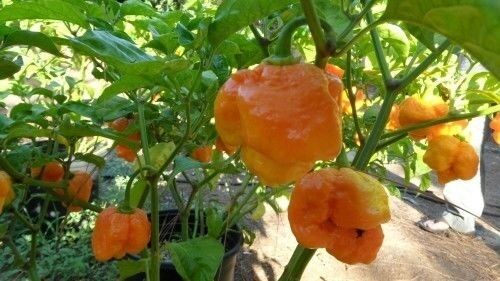 20 Seeds Yellow Trinidad Moruga Scorpion Hottest Chili pepper EXTREME Rare Chile