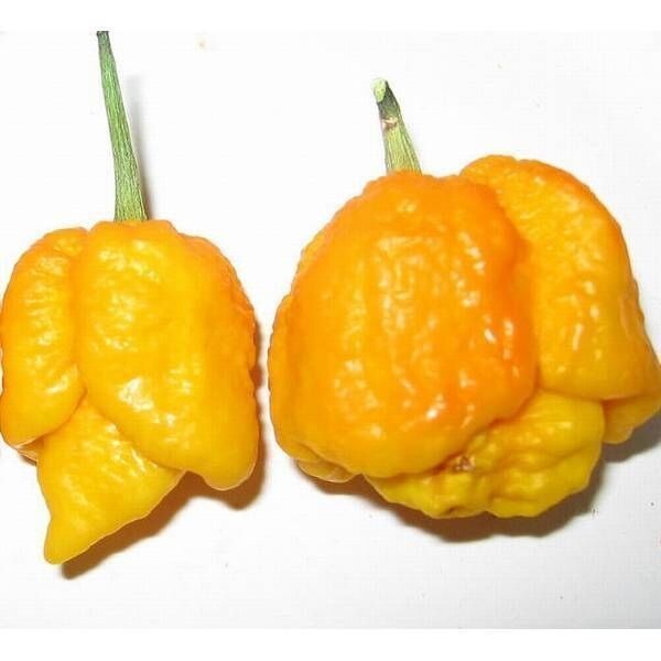 20 Seeds Yellow Trinidad Moruga Scorpion Hottest Chili pepper EXTREME Rare Chile
