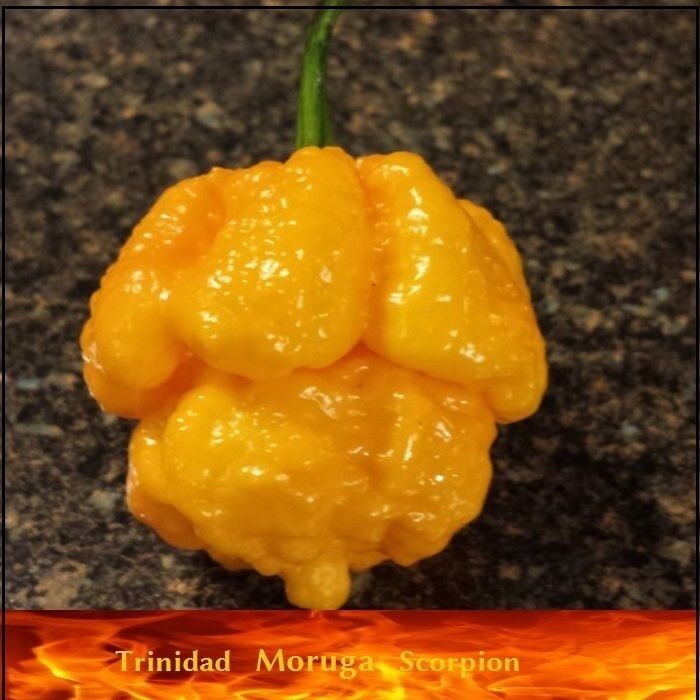 20 Seeds Yellow Trinidad Moruga Scorpion Hottest Chili pepper EXTREME Rare Chile
