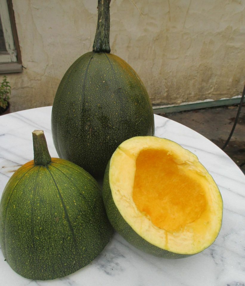 Tatume Summer Squash 20 Seeds Heirloom Calabash Mexican Zucchini