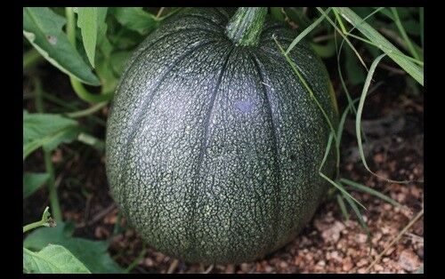 Tatume Summer Squash 20 Seeds Heirloom Calabash Mexican Zucchini