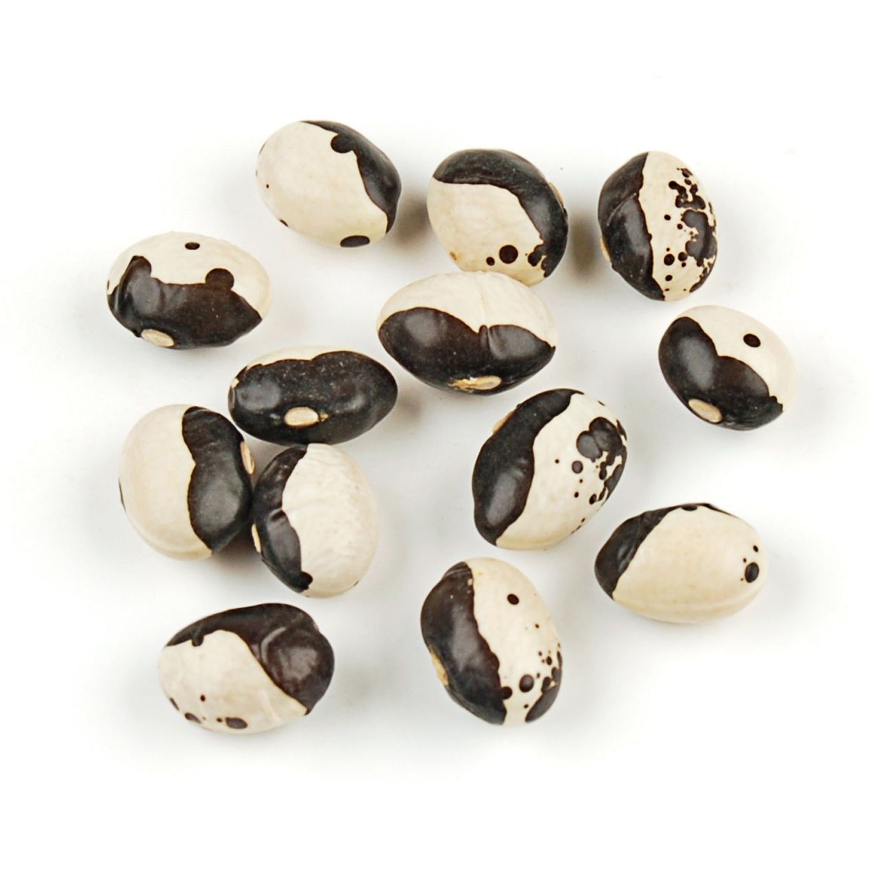 20 seeds Calypso Bush Beans Certified Organic aka Orka beans Yin Yang Caribbean