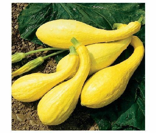 20 seeds Early Crookneck Summer Squash Golden Yellow Heirloom Cream 55 days