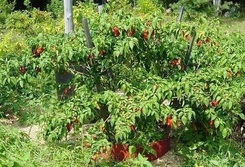 20 seeds Naga Viper Extremely Hot chili pepper rare heirloom World record Holder