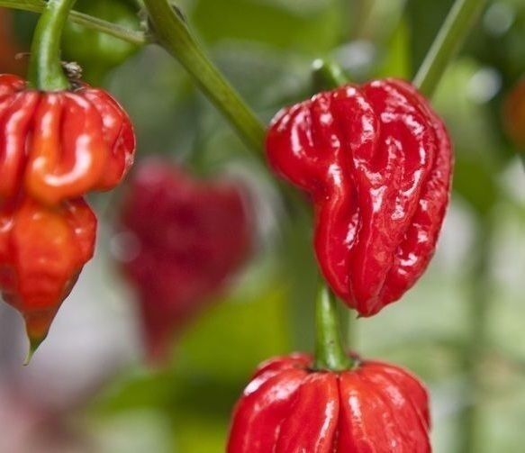 20 seeds Naga Viper Extremely Hot chili pepper rare heirloom World record Holder