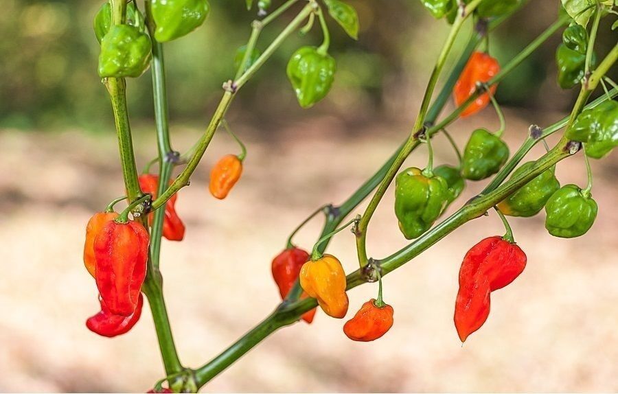 20 seeds Red Devils Tongue Hot pepper Extreme Rare Heirloom Chile just WICKED!