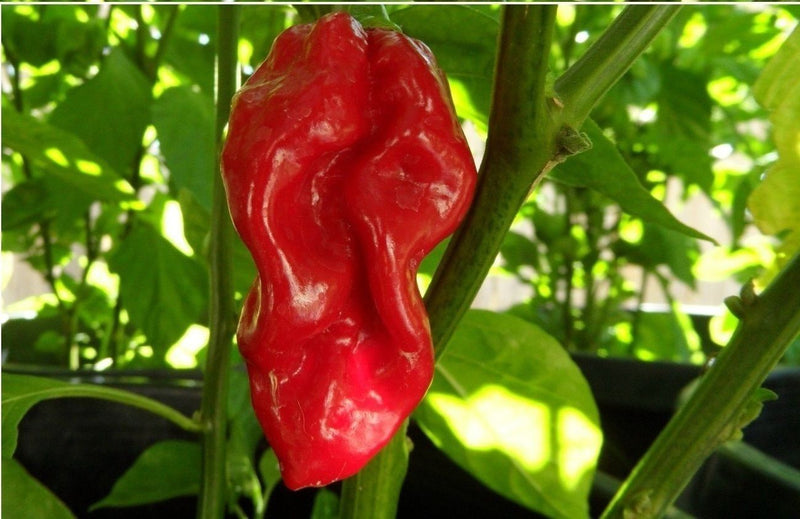 20 seeds Red Devils Tongue Hot pepper Extreme Rare Heirloom Chile just WICKED!