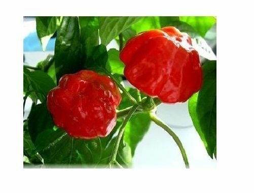 20 seeds Red Stuffing Scotch Bonnet pepper JUMBO great for stuffing!