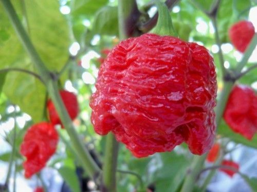 20 seeds Trinidad 7 pot (pod) Brain Strain RED hot pepper Extreme Rare Heirloom