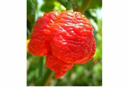 20 seeds Trinidad 7 pot (pod) Brain Strain RED hot pepper Extreme Rare Heirloom