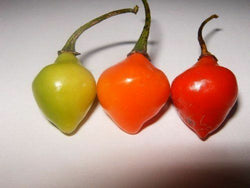 20 seeds Trinidad Cherry sweet mild pepper Heirloom tons of Flavor! Container