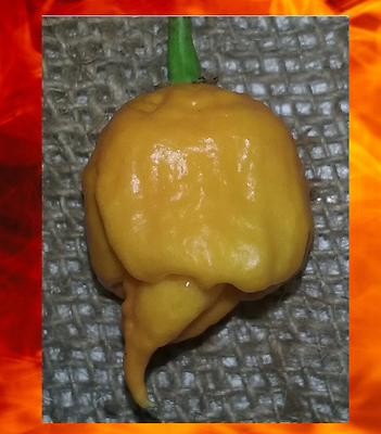 20 seeds YELLOW CAROLINA REAPER Hottest Pepper on Earth Guinness World Record!
