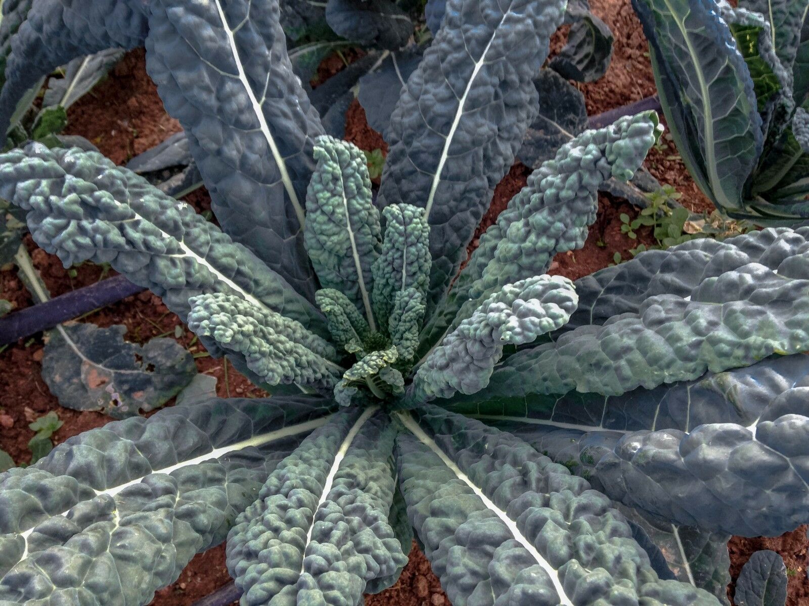200 Seeds LACINATO aka Dinosaur KALE Black Tuscany Nero di Toscana RARE forage