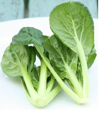 200 Seeds Tatsoi Green Asian Mustard Thick Heirloom Tender High Vitamin! Spinach