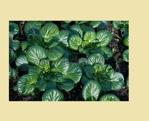200 Seeds Tatsoi Green Asian Mustard Thick Heirloom Tender High Vitamin! Spinach