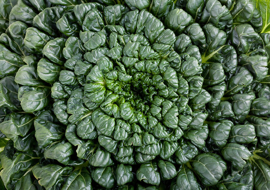200 Seeds Tatsoi Green Asian Mustard Thick Heirloom Tender High Vitamin! Spinach