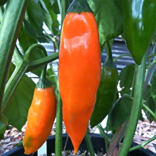 2.3 Grams Aji Amarillo Powder sample chile spice Cusqueno Hen chili Huancaina