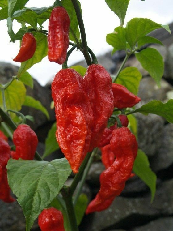 25 Red Bhut Jolokia Seeds Ghost Pepper Naga Jolokia HOT Chilli *900K-1.1M+ SHUS