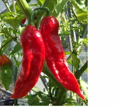 25 Red Bhut Jolokia Seeds Ghost Pepper Naga Jolokia HOT Chilli *900K-1.1M+ SHUS