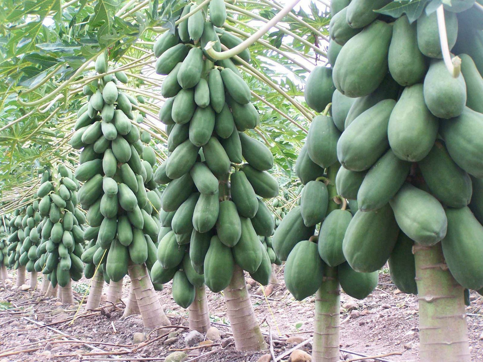25 Seeds Meradol Maradol Caribbean Red Caribbean Sunrise Papaya Plant Big Fruit