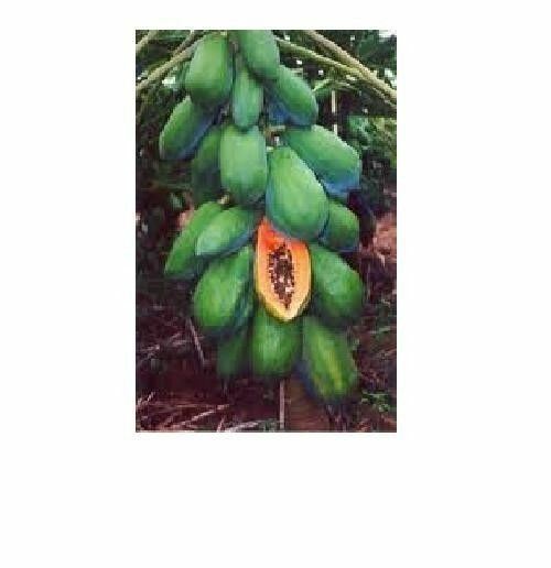 25 Seeds Meradol Maradol Caribbean Red Caribbean Sunrise Papaya Plant Big Fruit
