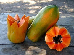 25 Seeds Meradol Maradol Caribbean Red Caribbean Sunrise Papaya Plant Big Fruit