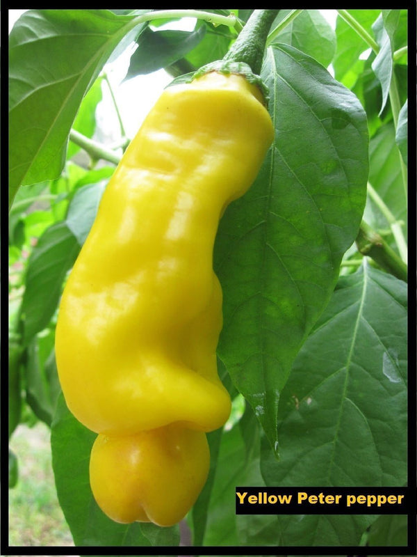 25 Seeds Peter Pepper YELLOW Heirloom Hot XXX chili Hilarious Rare unique Gift!