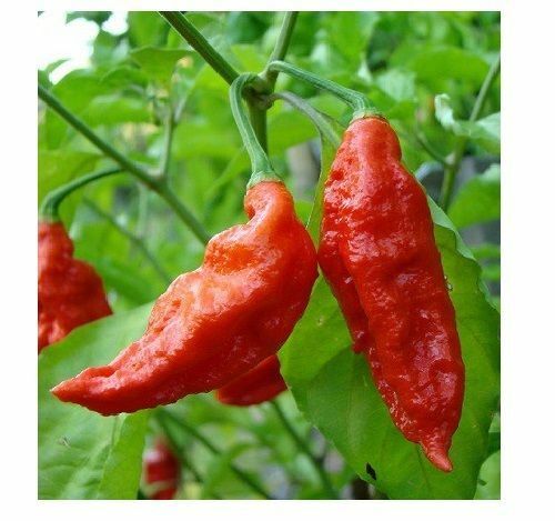 25 Seeds Red Ghost Pepper Bhut Jolokia EXTREME HOT Chili Heirloom WORLD RECORD!!