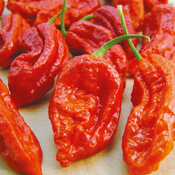 25 Seeds Red Ghost Pepper Bhut Jolokia EXTREME HOT Chili Heirloom WORLD RECORD!!