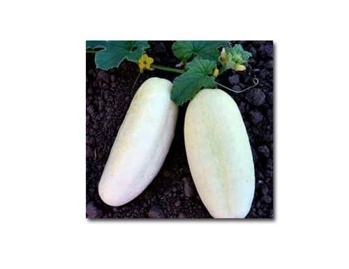 25 WHITE WONDER CUCUMBER Seeds Rare Heirloom healthy garden vegetable