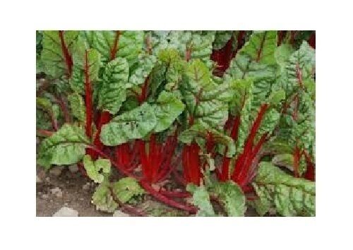 25 seeds Ruby Red Swiss Chard Heirloom silverbeet Combined Shipping Farmers Mkt