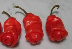 25 seeds red Peter Pepper Heirloom Very Hot XXX rare hilarious & unique gift!