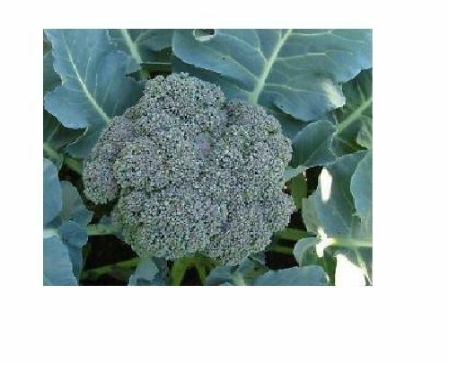 250 Seeds Waltham Broccoli 29 Fresh great for farmers markets Heirloom