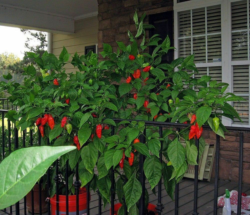 25,000 Red Bhut Jolokia dark Seeds Ghost Pepper Naga HOT Chilli 60/65% germ rate